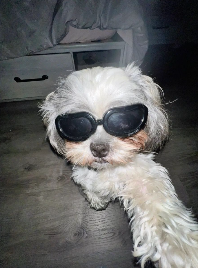 Rizzful Dog