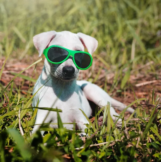 Cute doggo